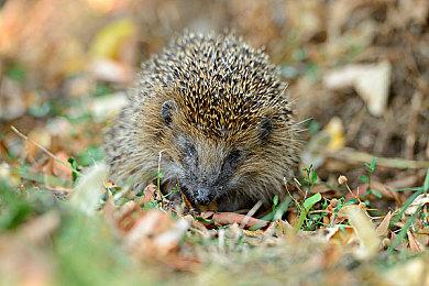 《命运2：终焉之形》资料片将同时改进染色剂图标